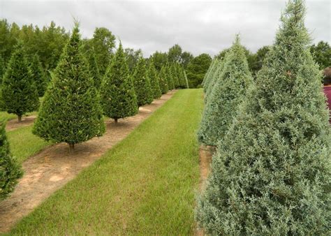 Five Types of Popular Live Christmas Trees | Mississippi State ...