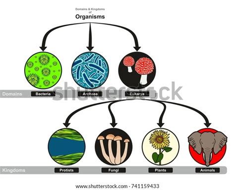 Domain Kingdoms Organisms Classification Chart Infographic Stock ...