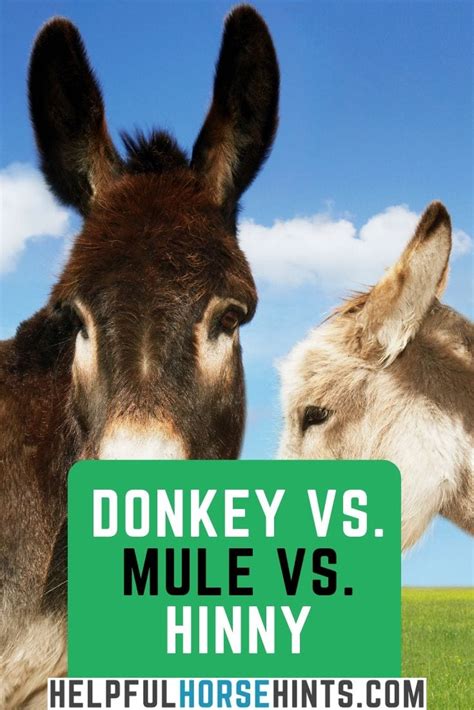 Donkey vs. Mule vs. Hinny: A Look at the Differences - Helpful Horse Hints