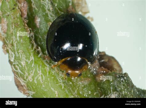 A black ladybird, Chilocorus nigritus, commercial biological control ...