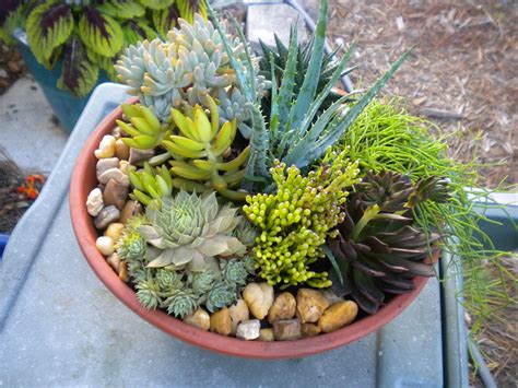 mixed potted succulents - Google Search | Succulents, Succulent dish garden, Garden succulents