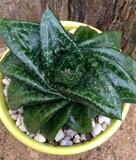 GASTERIA NITIDA VAR ARMSTRONGII. | Succulent gardening, Planting ...