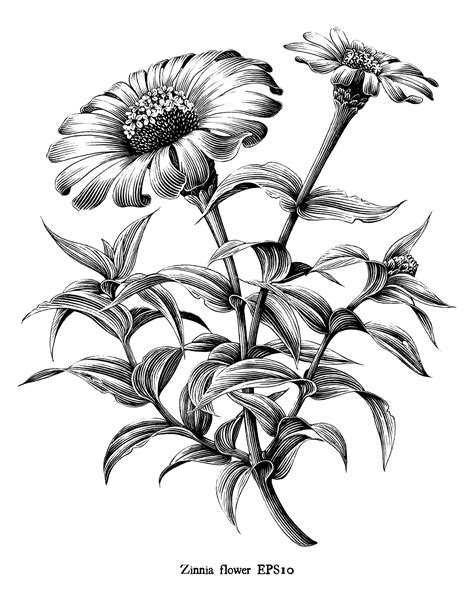 Zinnia flower botanical vintage illustration black and white art isolated on white background ...