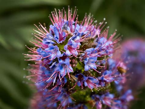 Pride of Madeira - South Coast Botanic Garden Foundation