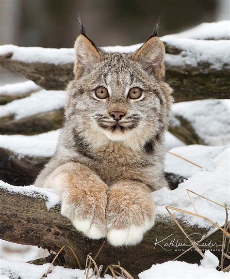 Fluffy Canadian Lynx cub in the snow : r/aww