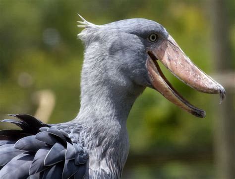 Top 10 Birds With Amazing Beaks - The Mysterious World