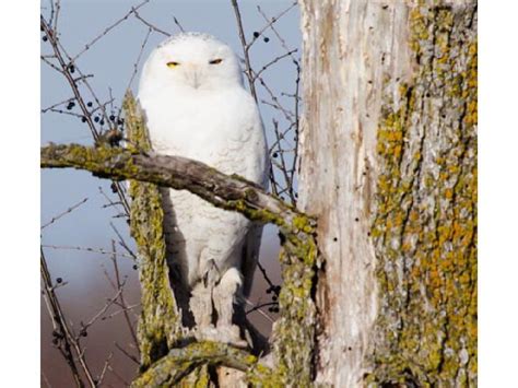 Birds: Snowy Owls set to invade region again | Ottawa Citizen