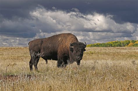 Download Field Animal American Bison HD Wallpaper