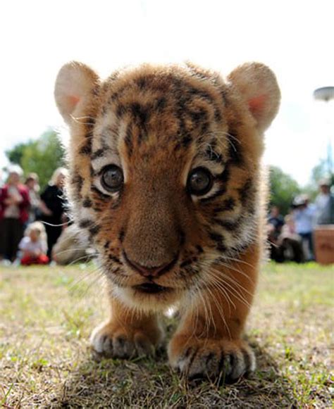 Baby Tigers - Little tigers Photo (33558240) - Fanpop