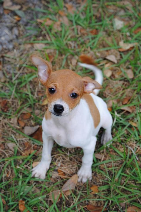 Rat Terrier Puppy Photograph by James Wampler - Pixels