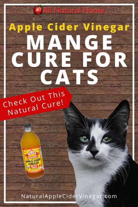 Apple Cider Vinegar for Mange Cat Cure - All Natural Home | Home ...