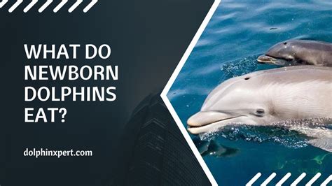 What Do Newborn Dolphins Eat? From Milk to Munchies | DolphinXpert