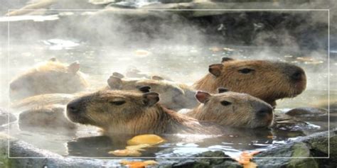 Why Do Capybaras Like Hot Spring Baths?