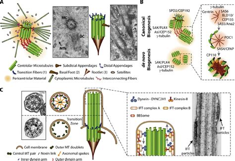 Structure and biogenesis of centrosomes and cilia. (A) On the left, a ...