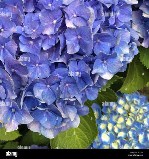 A Blue-Purple Japanese Hydrangea Stock Photo - Alamy