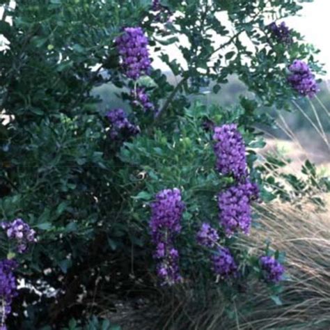 Texas Mountain Laurel