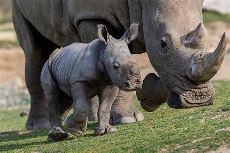 Baby white Rhino | Visitor Savings