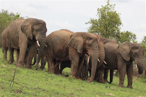 Akagera National Park - Kagera Safaris