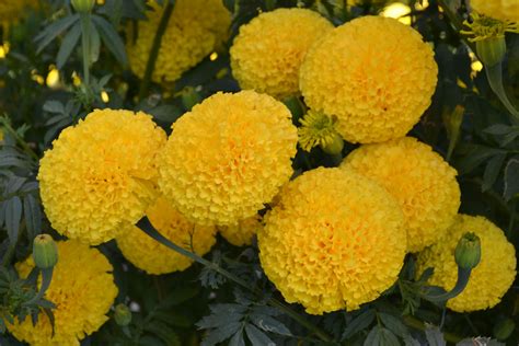 Yellow+ marigolds by KIMCOSEEDS | Marigold flower, Flowers, Flower garden