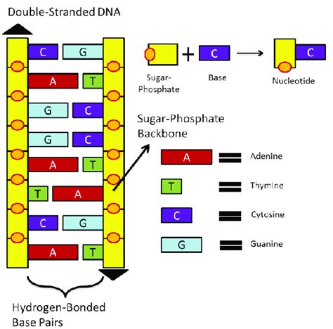 Cell structure and its DNA sequence mechanism. | Download Scientific ...