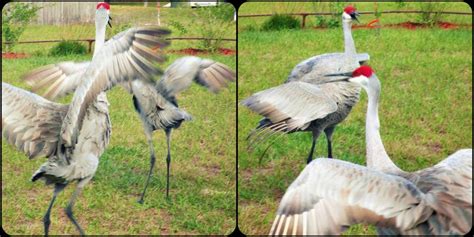 Sandhill Cranes mating dance by ImaZombiee on DeviantArt