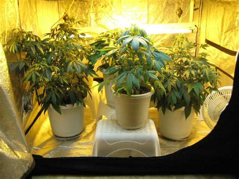 Growing Marijuana Indoors - Marijuana Seed Banks