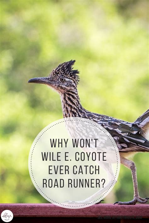 Why Won't Wile E. Coyote Ever Catch Road Runner? - Robyn Roste