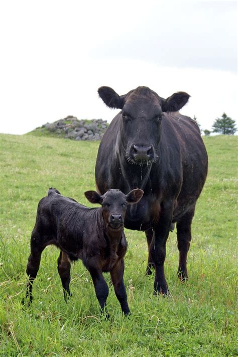 We raised black angus cows growing up a and Mom was an expert at ...