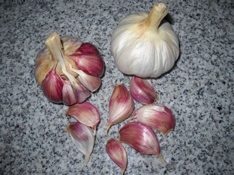 Ajo Rojo Garlic Variety - SeedWise - SeedWise.com