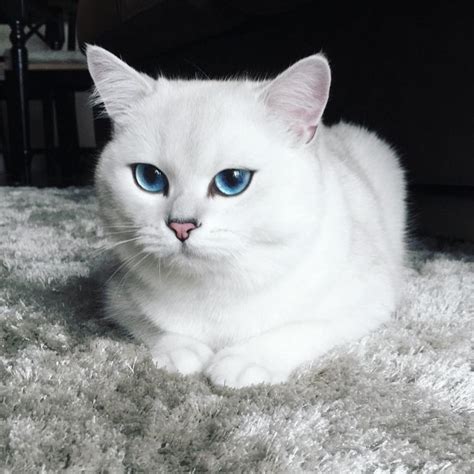 Cat Breeds With Blue Eyes And White Fur - Dogs And Cats Wallpaper