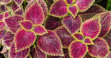 How To Grow Coleus From Seeds