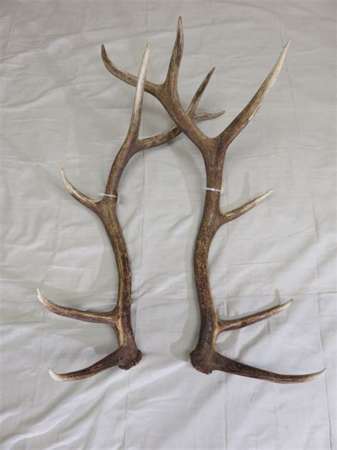 Elk Shed Antlers for sale. E-106S – Mounts For Sale