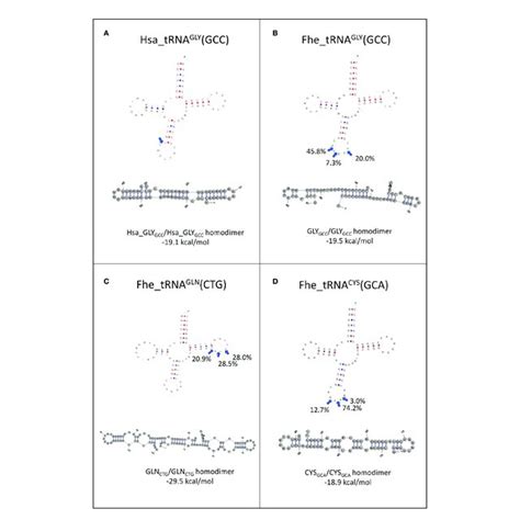 | Folding of tRNAs-derived fragments. Full length tRNA secondary ...