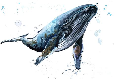 Humpback Whale Watercolor Illustration Digital Art by Faenkova Elena ...