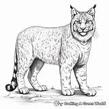 Lynx Coloring Pages  Free & Printable sketch template