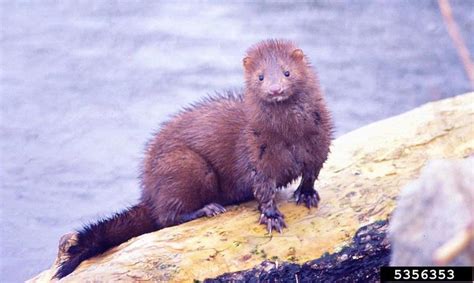 American Mink - Mustela vison | Wildlife Journal Junior