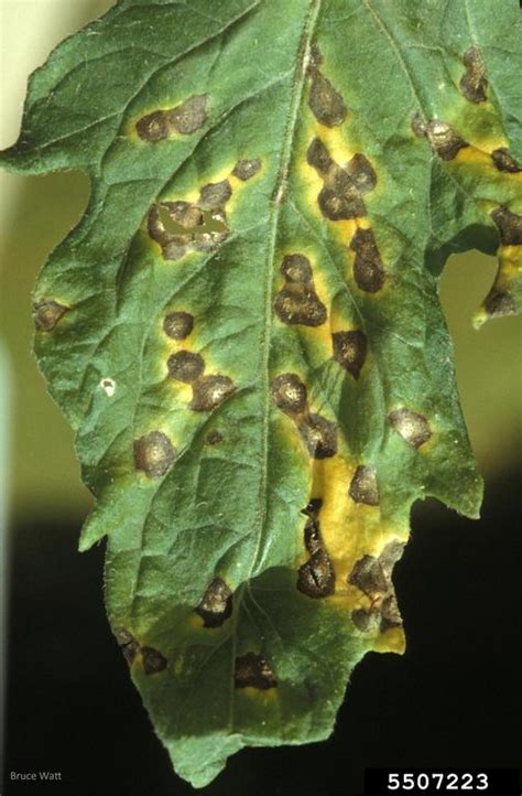 Tomato Septoria Leaf Spot – UW Vegetable Pathology – UW–Madison