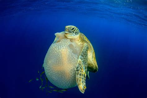 24 imágenes tomadas bajo el agua | Fotos, Galería al 100 - Infobae | Fotos submarinas ...