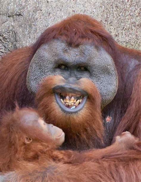 Smile it is a great day to be alive!!! | Orangutan, Happy animals, Cuddly animals