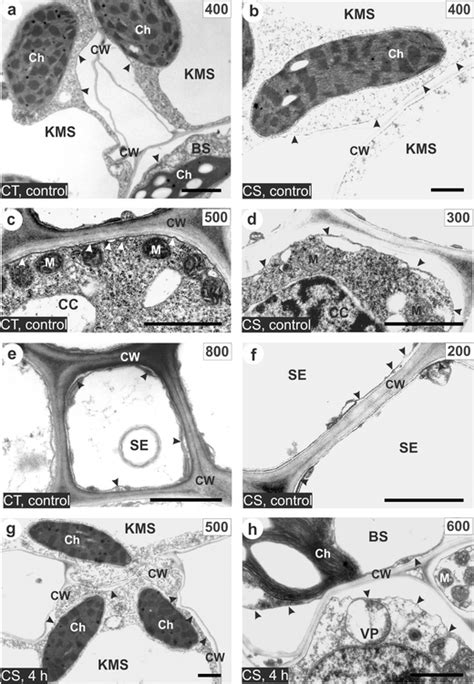 Examples of incipient plasmolysis in cells of control (non-chilled ...