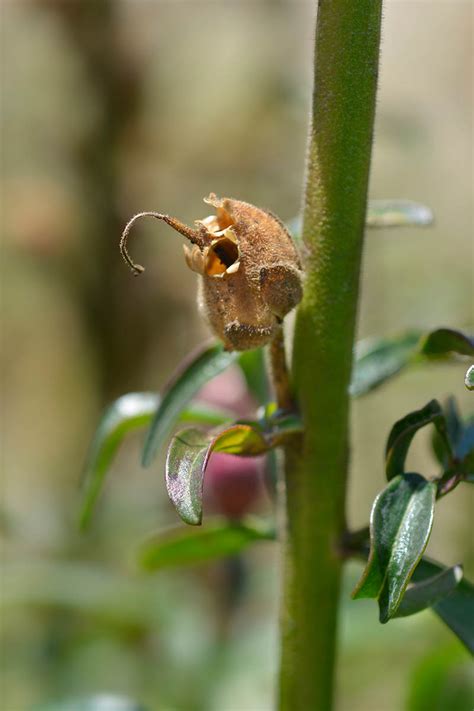 How to Harvest and Save Snapdragon Seeds | Gardener’s Path