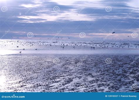 Sea Gulls on Southsea Beach Stock Image - Image of tail, clouds: 13910337