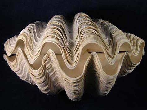 Whole Tridacna Gigas Clam Sea Shells