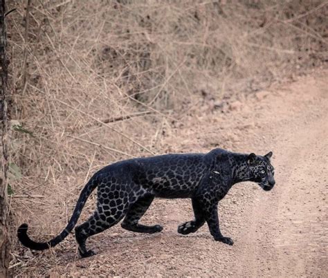 A gorgeous leucistic leopard spotted in India : r/natureismetal