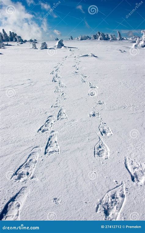 Snowshoe Footprints on Snowy Plain in Sunny Day Stock Photo - Image of ...