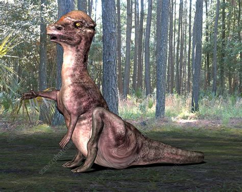 Pachysaurus dinosaur, illustration - Stock Image - C023/2769 - Science Photo Library