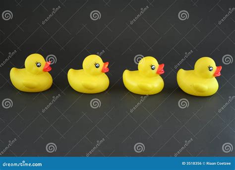 Get your ducks in a row stock photo. Image of swim, black - 3518356