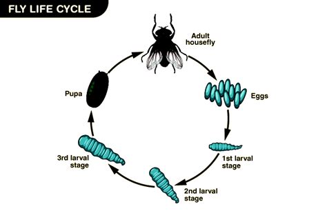 Fly Life Cycle – Stages, Significance, FAQs