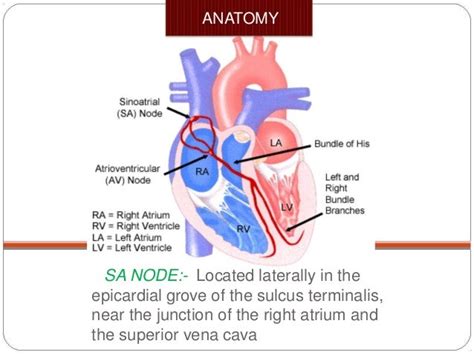 Sinus Node Dysfunction