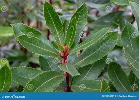 Arbutus Unedo or Strawberry Tree Serrated Margin Leaves Stock Photo ...